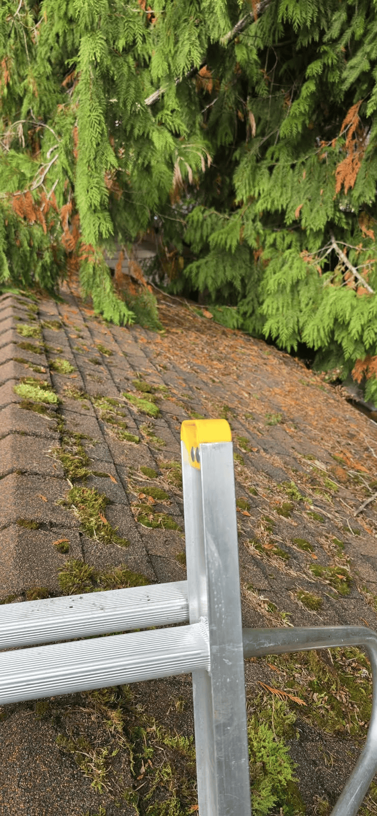 Before gutter service
